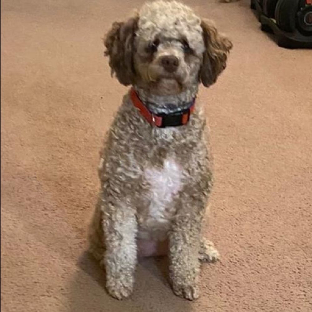 Meet your Posher, Priya